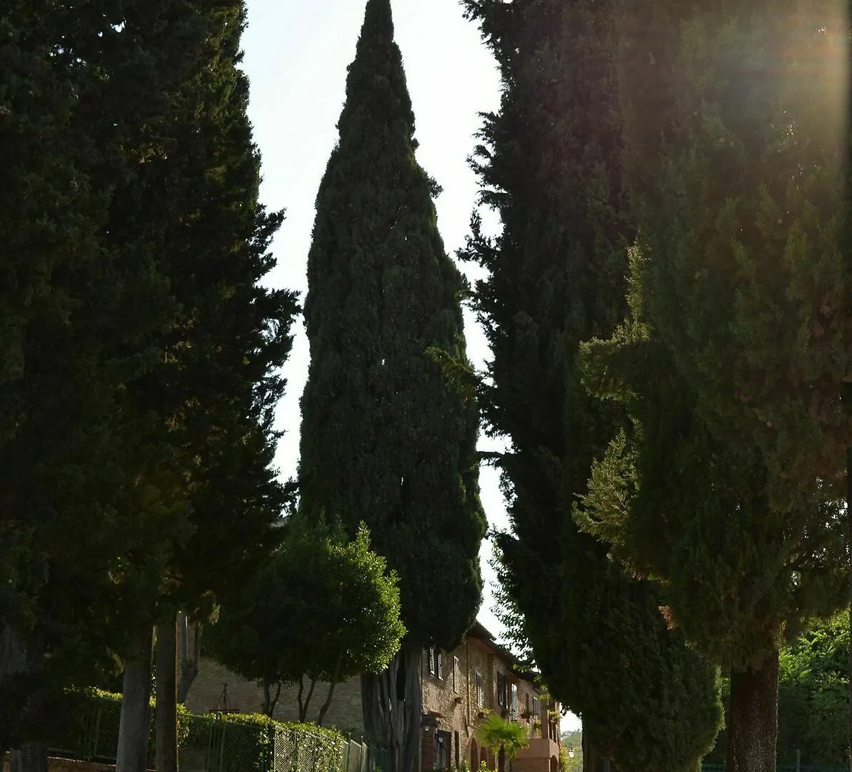 Il Casale Del Cotone Bed & Breakfast San Gimignano